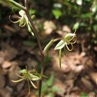 Habenaria dichopetala Thwaites